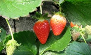 Fruits Picking