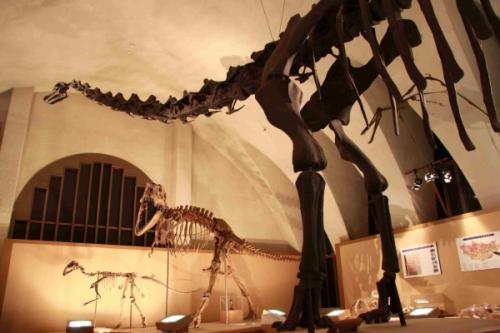 恐竜のはくぶつかん 東海大学自然史博物館 公式 静岡のおすすめ観光スポット 駿府静岡市 最高の体験と感動を