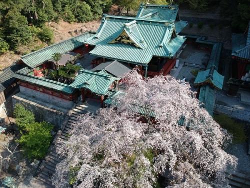 国宝御社殿と枝垂桜