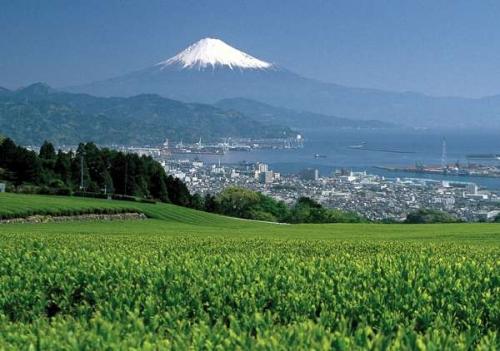 日本平から眺めた富士山とお茶畑