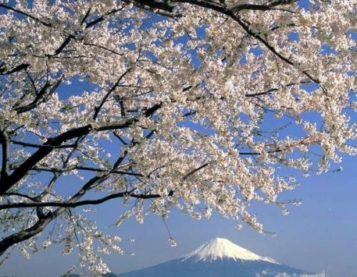 日本平パークウェイ沿いの桜と富士山
