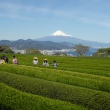 日本平お茶会館