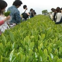 お茶摘みの体験模様