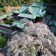 国宝御社殿と枝垂桜