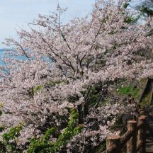桜と薩埵峠