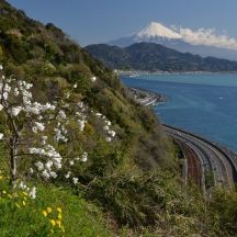 枝垂桃と薩埵峠