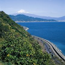 みかんの木と薩埵峠