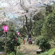 御殿山の桜