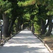 約500mの松並木、通称「神の道」