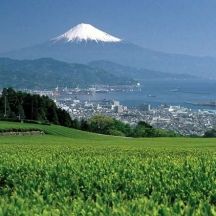 日本平から眺めた富士山とお茶畑