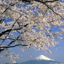 日本平パークウェイ沿いの桜と富士山