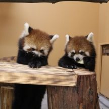 静岡市立日本平動物園