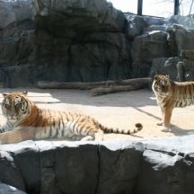 猛獣館299のアムールトラ