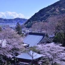 桜と本堂