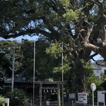 伊勢神明社鳥居と大楠を望む