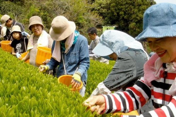 Tea Production Area Experiences