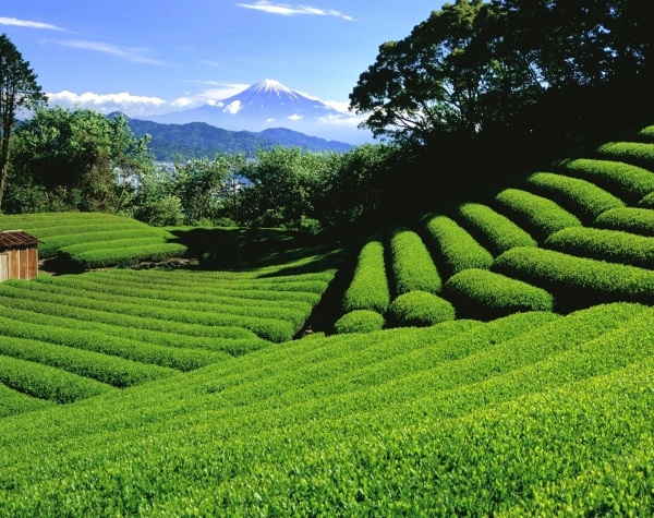 茶畑と富士遠望（日本平）