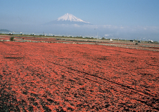 桜えび天日干し（富士川河川敷）