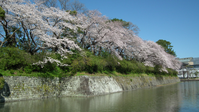 桜（駿府城跡　中濠）１