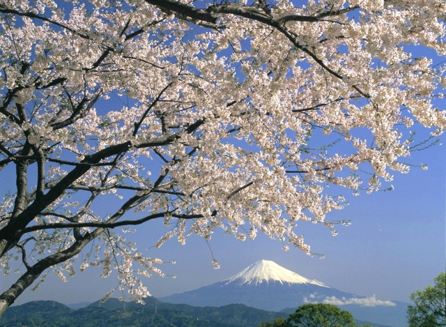 桜（富士山　日本平）