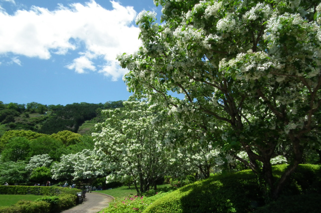 ナンジャモンジャ（城北公園内）