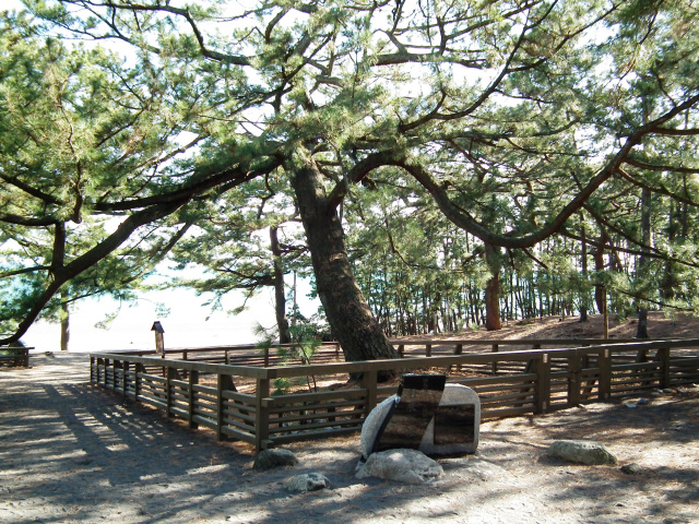 三保　羽衣の松