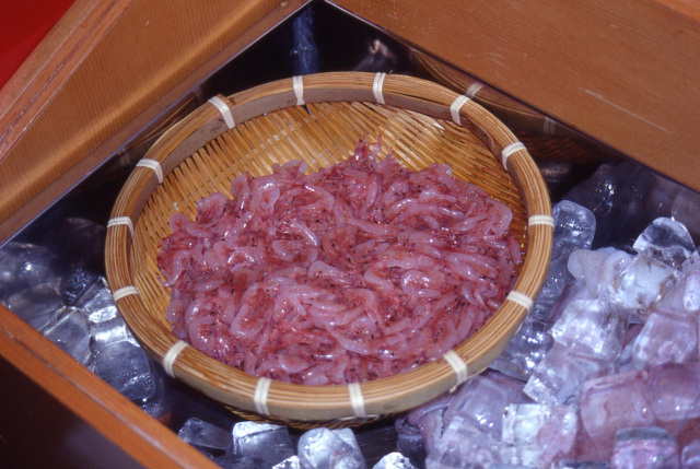 桜えび（生）