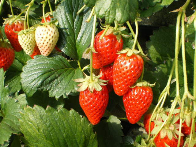 石垣いちご（久能地区）