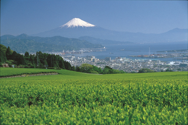 茶畑と富士山（日本平）
