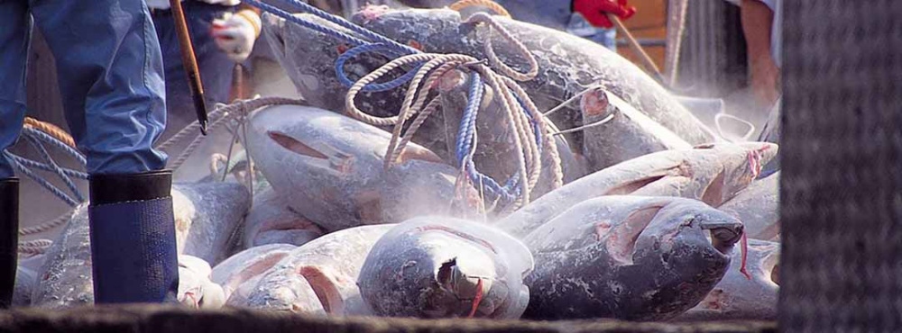 まぐろの町？ 欲ばりすぎだよ静岡市。