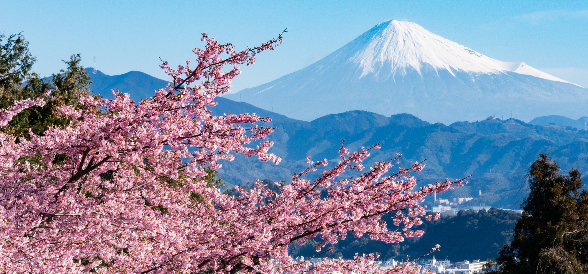 静岡市で春を先取り！早咲き桜の名所4選（美和桜・麻機遊水さくら・徳願寺山の桜・由比八千代の桜）