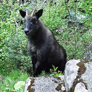 ニホンカモシカ