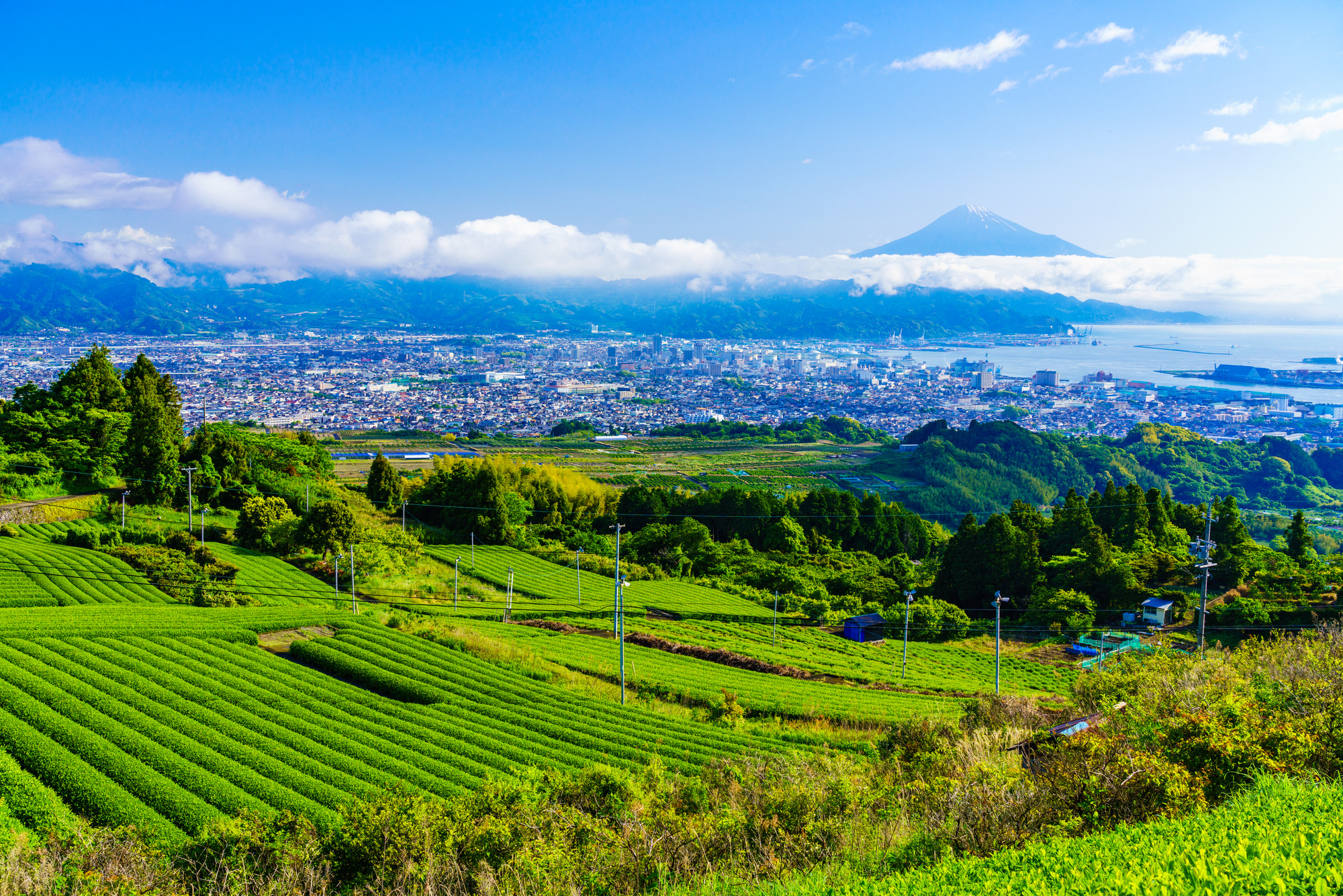 茶畑（日本平）