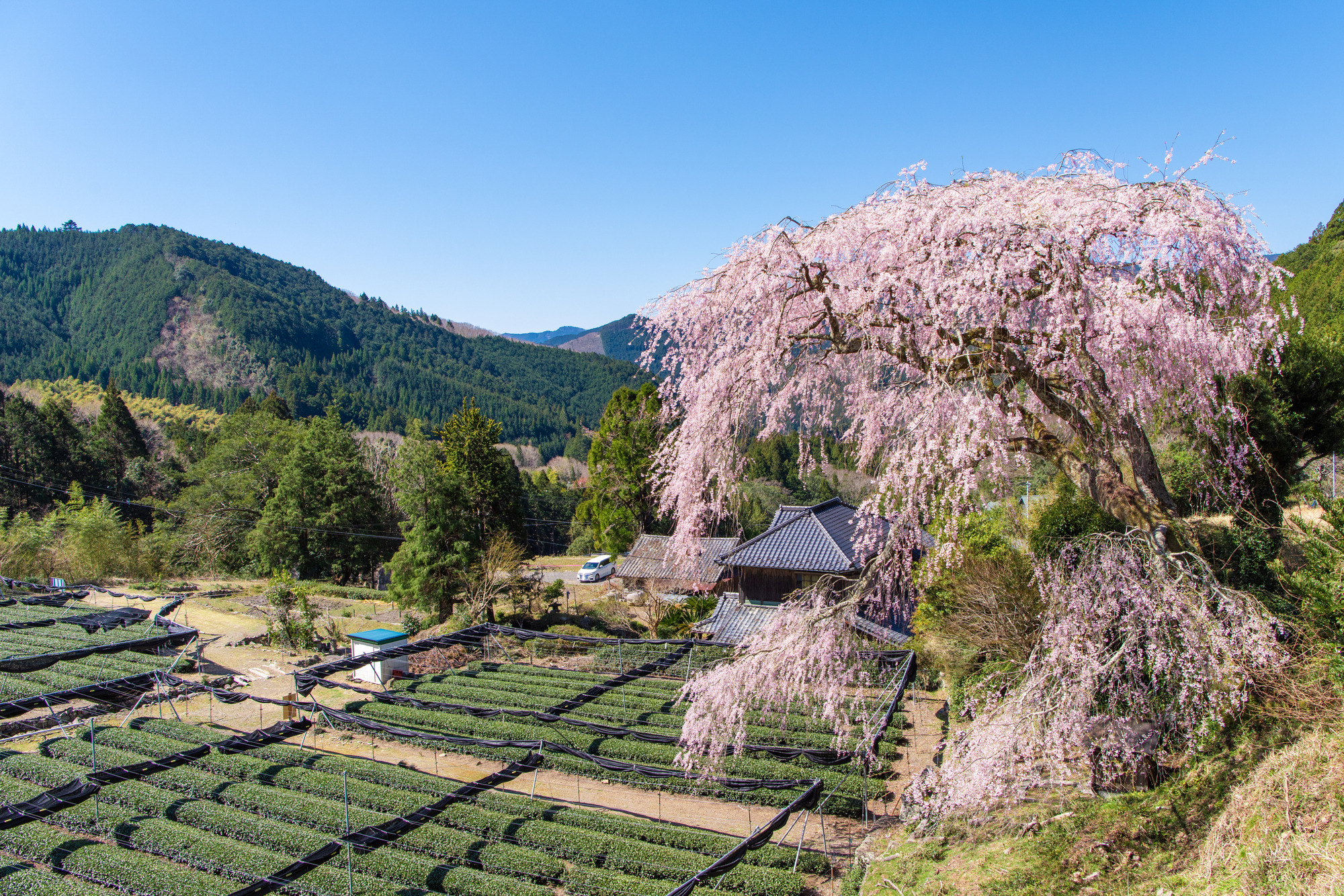 樹齢300年の栃沢のしだれ桜