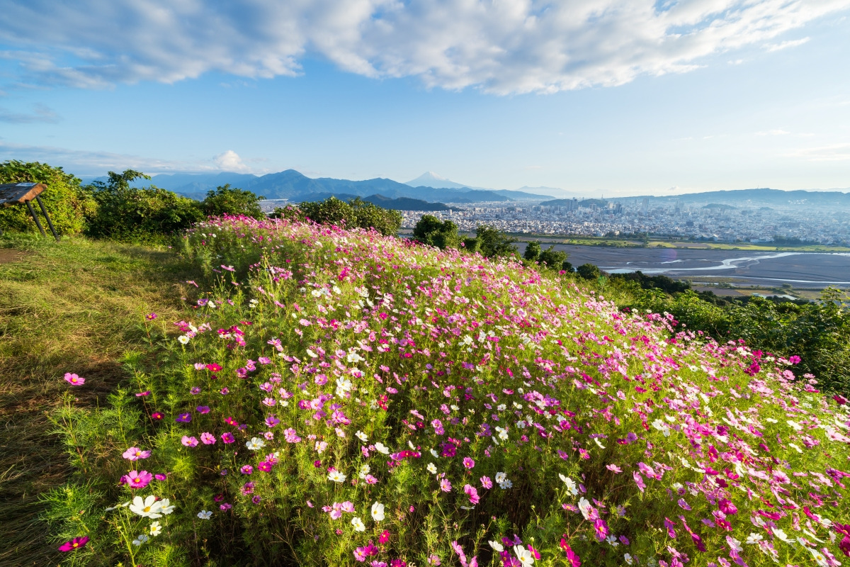 コスモスは例年10月中旬～10月下旬に見頃を迎えます。（過去撮影写真）