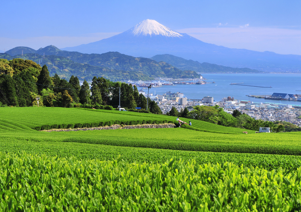 静岡茶との相性も抜群！