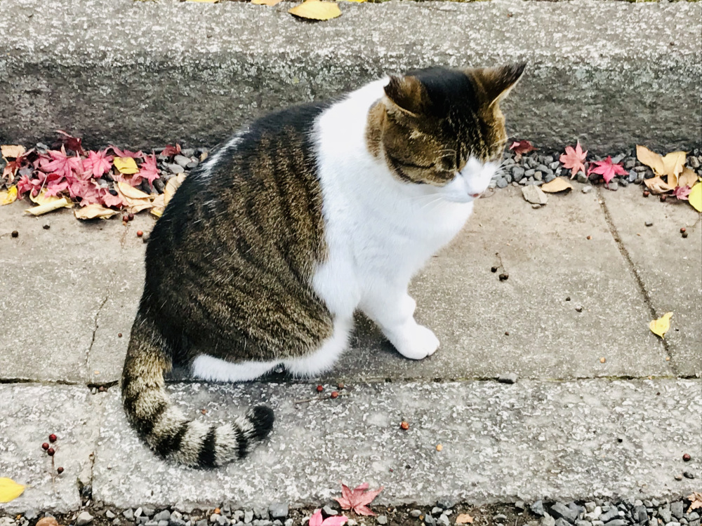 ライター紹介：ぶりさん