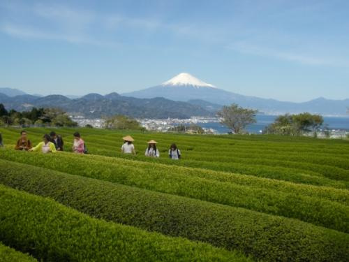 日本平お茶会館