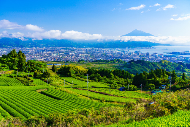 茶畑（日本平など）