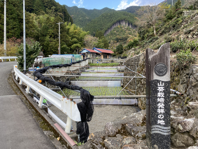 わさび（わさび栽培発祥の地）