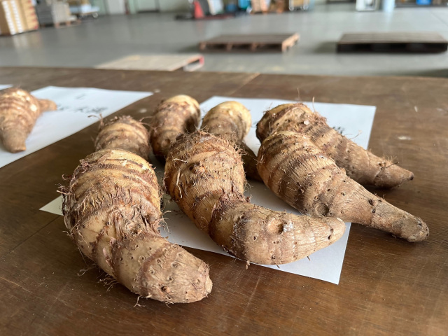 長田（おさだ）唐芋（とうのいも）