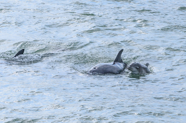 運が良ければイルカも！