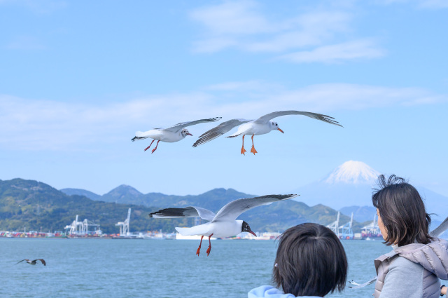 ゆりかもめに餌やり体験