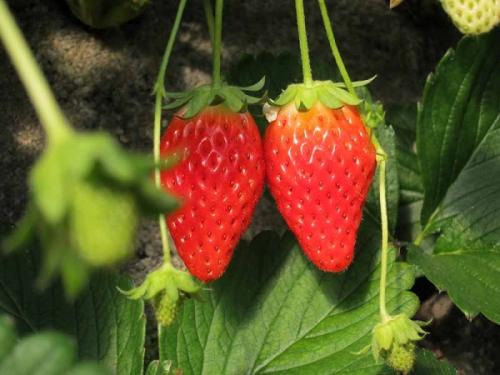 久能いちご海岸通り