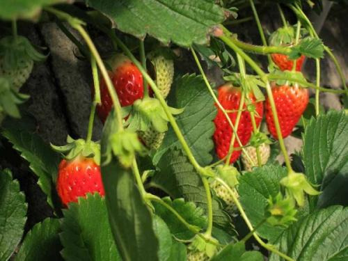 久能いちご海岸通り