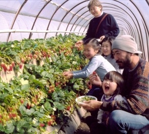 いちごランド・マサミ