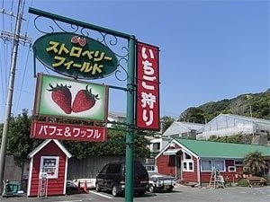 いちご狩り農園　Ｓｔｒａｗｂｅｒｒｙ　Ｆｉｅｌｄ