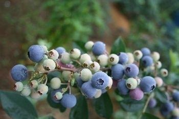 望月農園（ブルーベリー郷島）