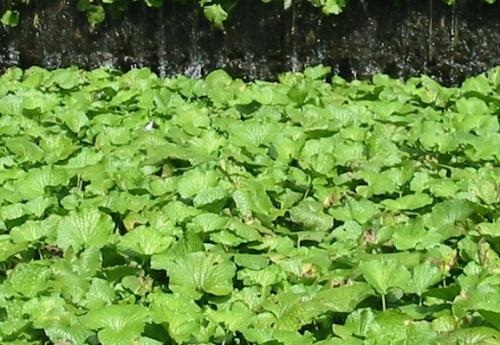 ワサビ栽培発祥の地　有東木