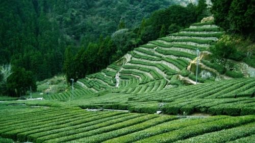 足久保の棚茶畑